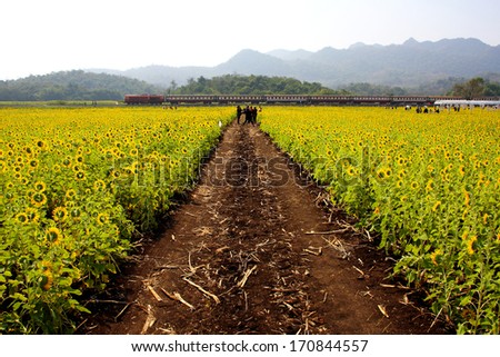 Sun flowers field and soil road