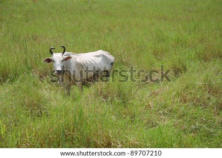 A cow standing in grazing field in rural area, Thailand.