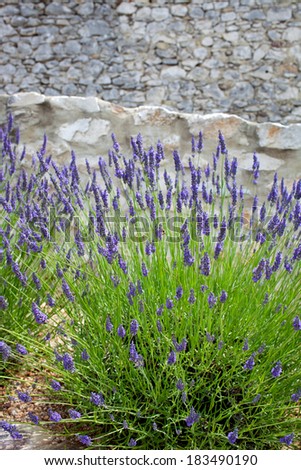 Purple lavender plants in front of an old house wall, built from natural stones.