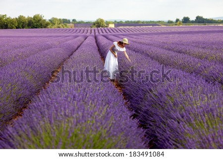 Young romantic woman picks some lavender from purple lavender field. In white dress with hat, in her hand a bouquet of lavender, sky above visible. Overview photo.