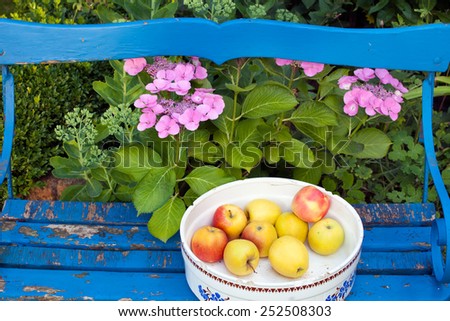 Close up Apples on a White Container on Top of Wooden Bench at The Garden with Lavender Flowers at the Back.