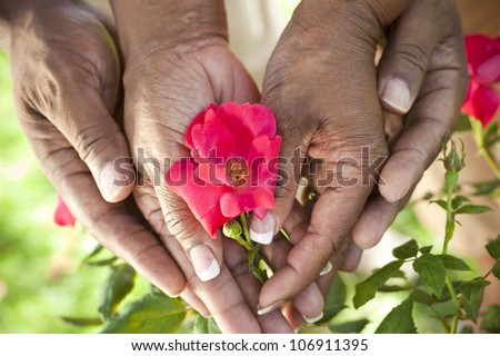 Close up of senior African American man & woman couple hands holding a red rose flower in a summer garden