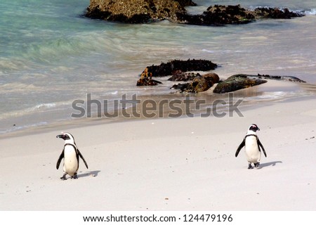 Penguins, Boulders Beach, Cape town, South Africa