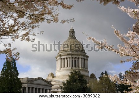 A beautiful spring day at the Washington State Capitol building with cherry trees blossoming