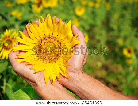 Man hands with sunflower