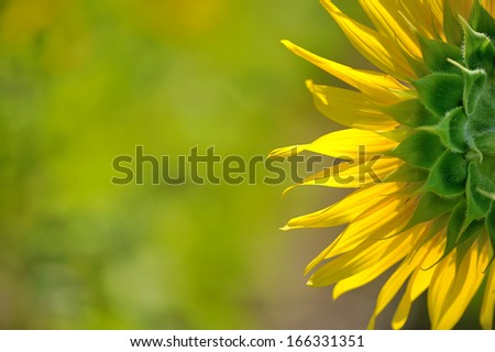 sunflower back side