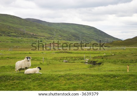 A Ewe and her lamb in a remote country location