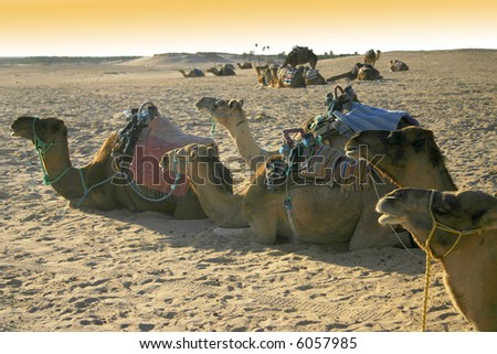 Camels resting quietly in the Sahara Desert in North Africa
