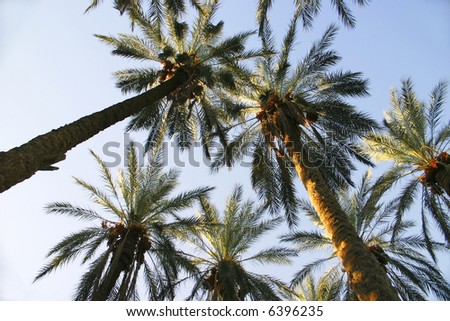 date palm in desert. stock photo : A Date Palm