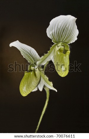 Green Paphiopedilum Maudiae/Green Paphiopedilum Maudiae/Green Paphiopedilum Maudiae orchid multi-floral in bloom