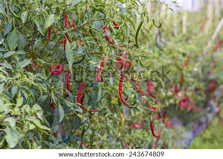 Fresh red chillies growing in the vegetable garden,Indonesia.
