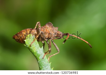Profile of a brown squash bug. Coreus marginatus
