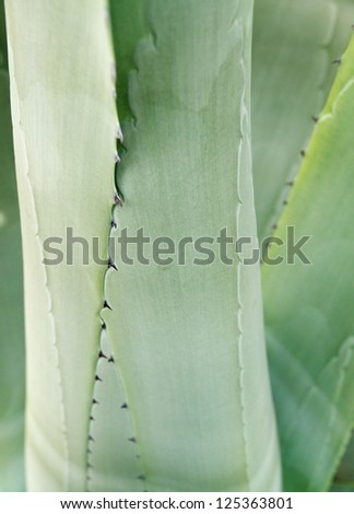 American Aloe (Agave americana) detail background. Also know as Century Plant or Maguey.