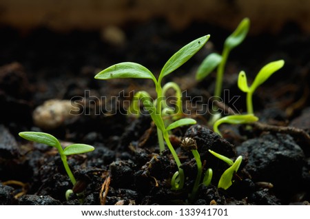 Parsley plants germinating from seeds on dark ground.