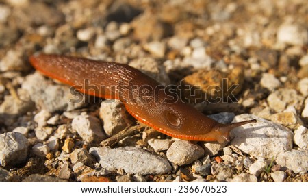 Large brown slug with an orange foot fringe or skirt. The pneumostome is open and clearly visible.