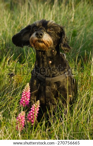 Small black dog sat down amidst wild green grass and weeds looking over some wild orchid flowers.