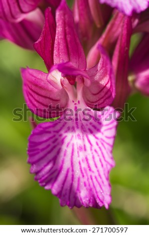 Detail of a single flower of wild Butterfly orchid (Orchis papilionacea aka Anacamptis papilionacea) that can be found in Arrabida mountains, Portugal.