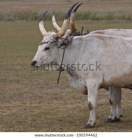 Hungarian grey cattle used as pack animals, Hortobagy National Park, Hungary