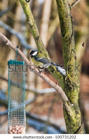 A Pyrus Major -great tit- with food placed by people