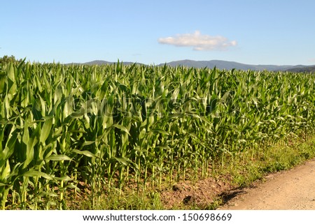A green field of corn growing up