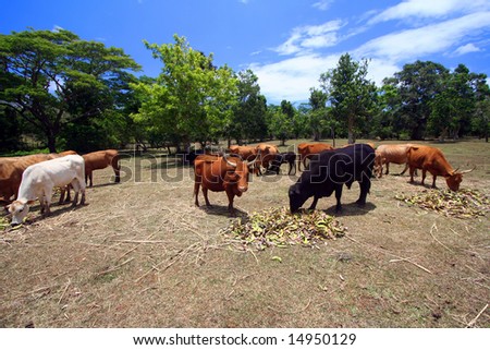 cows grazing on farm ground