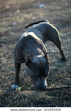 male pit bull plays with a stick