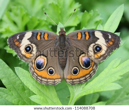 Buckeye butterfly resting on leaves.