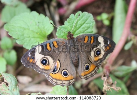 Buckeye butterfly resting on leaves.