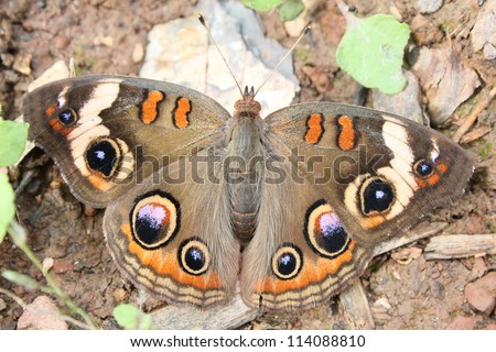 Buckeye butterfly resting on the ground.