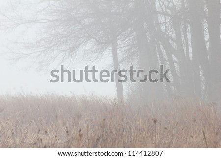 Dry field and bare trees in the fog.