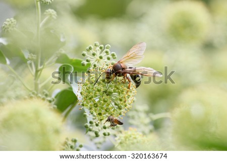 Cicada killer and honeybee feeding on ivy flowers.