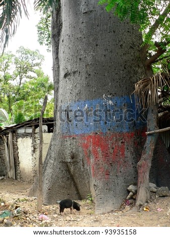 Huge tree in a Haitian village.