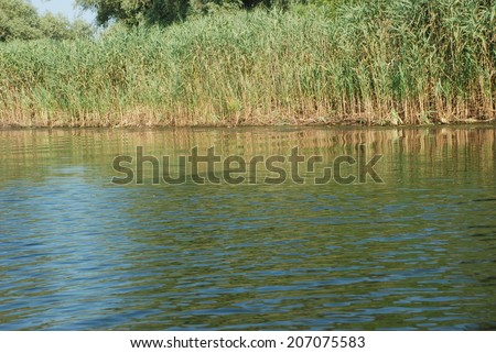 Nature landscape from the Danube Delta, Romania reed, bullrush, tourism, traveling, danube, delta, river, water, waves, vacation, holiday, nature, summer, romania, tree, wild, outdoors, outside