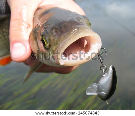 Nice catch fish caught using fishing rod and artificial lure