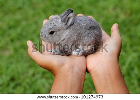 baby grey rabbits