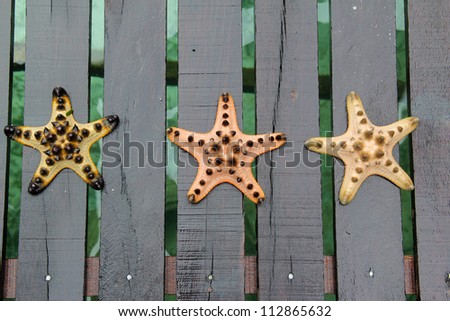 Three different color of starfish