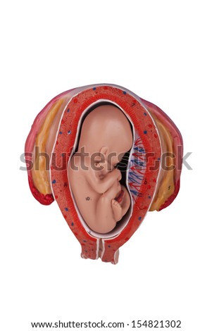 Fetus in womb medical model with a cross section of the inner organ with red and blue arteries and adrenal gland as a health care and medical of the anatomy of the pregnancy system.