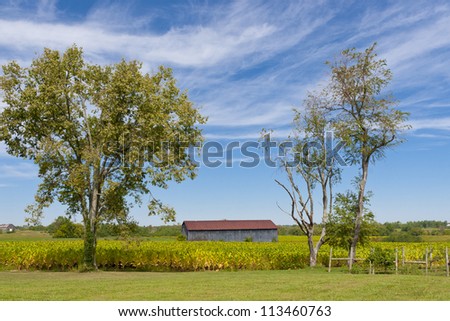 Country landscape with barn and tobacco plants field. Horizontal.