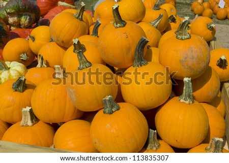 Pumpkins and Squashes on autumn market