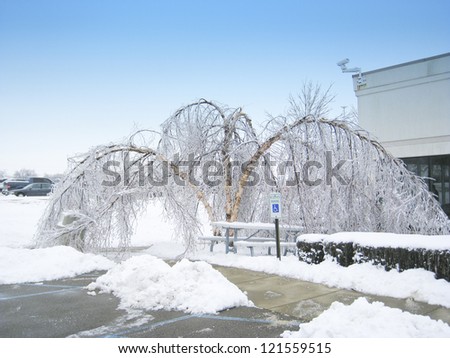Trees bent over from the weight of the ice after freezing rain.