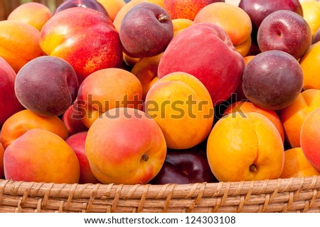Pile of colorful summer fruits - apricots, nectarines, peaches, plums and  red velvet apricots.