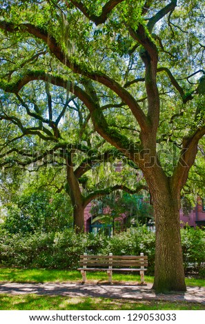Oak tree with moss in a park of Savannah Georgia