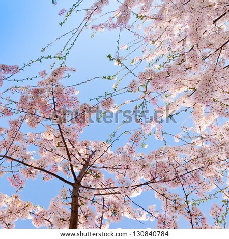 Branches of blossoming cherry tree against and street light blue sky