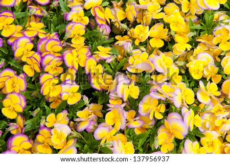 Colorful violet and yellow pansy flowers.  Nature background.