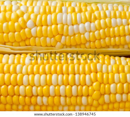 Bi-colors sweet corn ears background.