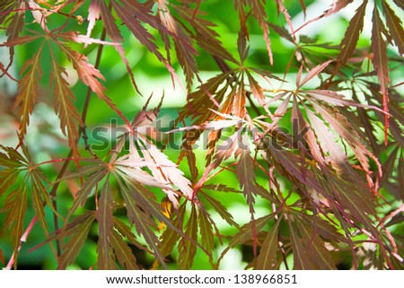 Japanese maple leaves summer background. selective focus