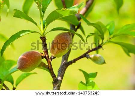 Peach fruits growing on a young peach tree