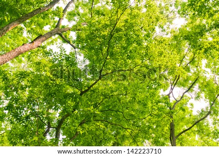 Canopy of  trees at summer with lush foliage.