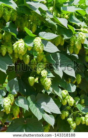 Fresh crop of hops growing on hops plant for beer brewing.