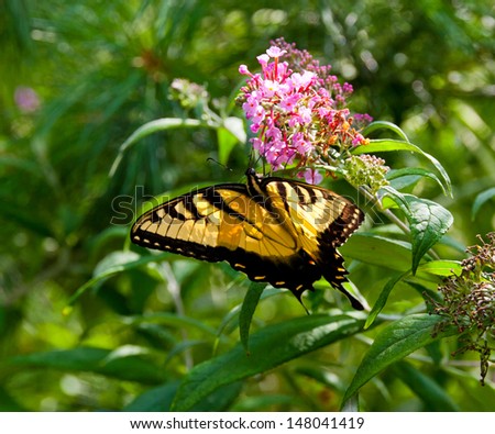Beautiful Eastern Tiger Swallowtail butterfly (Papilio glaucus) feeding on flowers in a garden.